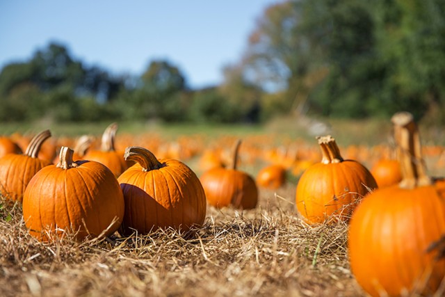 pumpkin-patch-fall-autumn-harvest.jpg