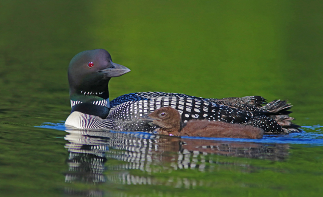 adult_loon_tending_young_chick.png