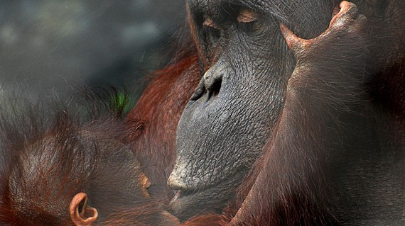 9dc54940_orangutan-2014-marie-kraus-kumang-bella-1-800x448.jpg