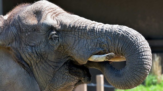 84b21d73_african-elephant-2014-marie-kraus1.jpg