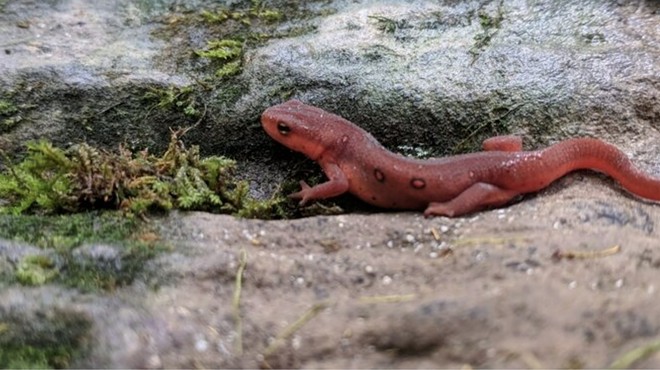 Big Night for Salamanders