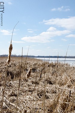 Cattails dominate the marsh areas along Buck Pond - PHOTO BY MARK CHAMBERLIN