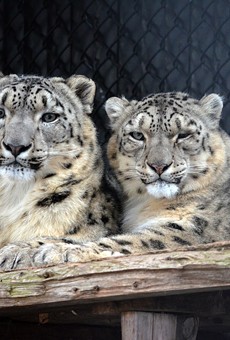 Conceptual plans call for relocation of the snow leopards to a different area of the Seneca Park Zoo.