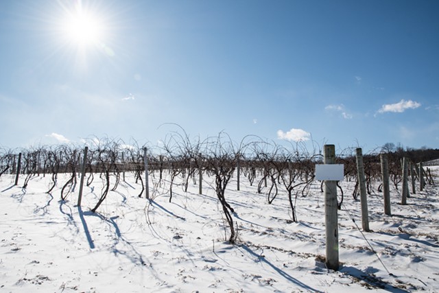 Sunny blue sky over snow covered vineyards