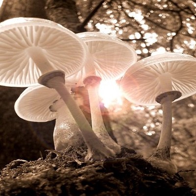 Mushroom Walk: Gosnell Big Woods