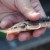 Agencies stock Genesee River with young sturgeon
