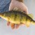 Plastics found in Great Lakes fish