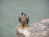 PHOTO BY JIM PISELLO - Pride perched on the edge of the gorge.