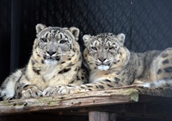 Snow leopards at the Seneca Park Zoo. - PHOTO COURTESY KELLI O'BRIEN / SENECA PARK ZOO