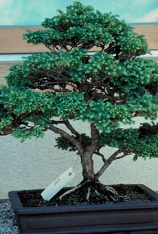 SPECIAL EVENTS | Bonsai and Historic Plant Sales