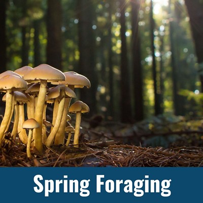 Spring Foraging: Learn to Identify and Locate Wild Mushrooms & Edible Plants