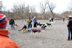 The Ellison Dog Park in Penfield is one of two official dog parks in the area, giving dogs (and their owners) a place to socialize off-leash. - PHOTO BY MATT DETURCK
