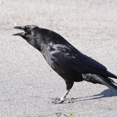 Through the Eyes & Lives of Crows: Opportunities & Challenges of an “Urbanizing” World