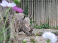 SPECIAL EVENT | Cinco de Rhino