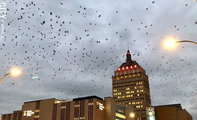 A murder of crows flies over downtown Rochester in January 2020. - PHOTO BY DAVID ANDREATTA