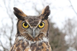 wildwings_gerhard-the-great-horned-owl_photo-provided.jpg