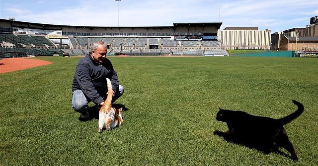 Rochester Red Wings head groundskeeper Gene Buonomo plays with his cats, Loney and Sneezy, in the outfield at Frontier Field. - PHOTO BY MAX SCHULTE