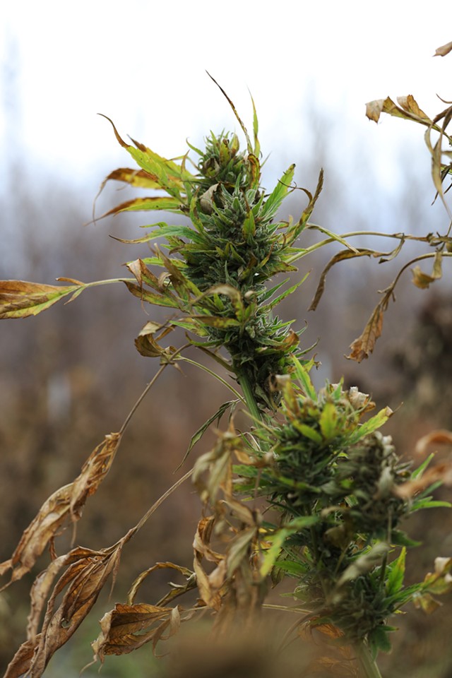 Hemp buds on the plant. - PHOTO BY MAX SCHULTE