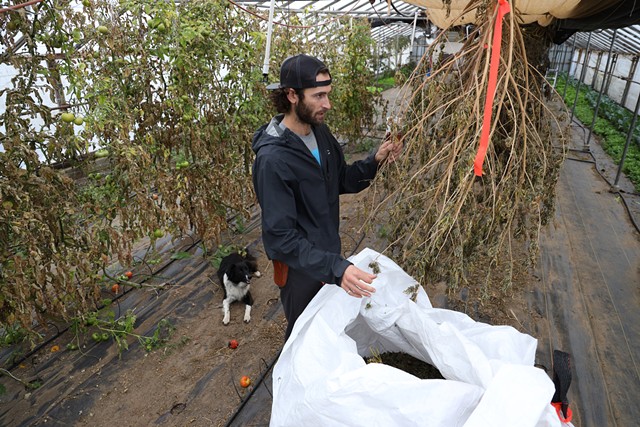 Zach Sarkis inspecting dried hemp plants at his farm in Spencerport. - PHOTO BY MAX SCHULTE