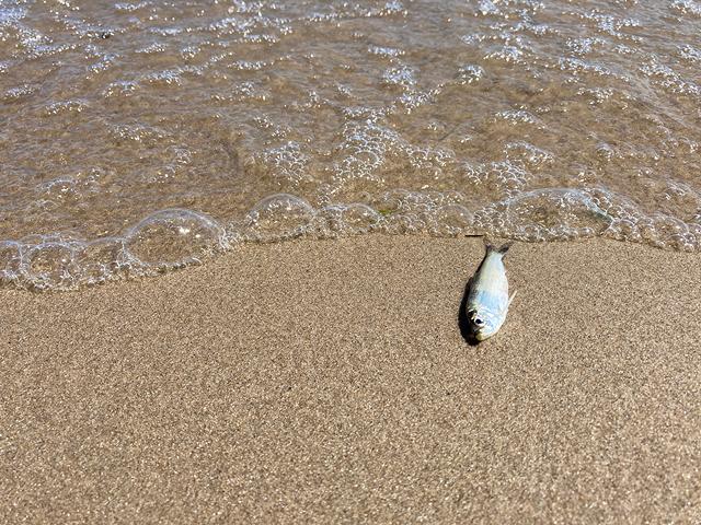 Dead alewives have been washing up on the shores of Lake Ontario, including along Durand Eastman Beach. - PHOTO BY JEREMY MOULE