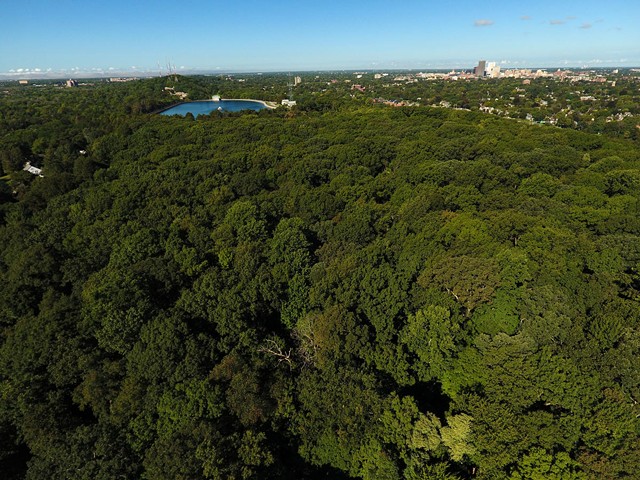 Washington Grove, a 26-acre woodland that's part of the Old Growth Forest Network, is adjacent to and accessible from Cobbs Hill Park as well as a trailhead off Nunda Boulevard. - PHOTO BY MAX SCHULTE / WXXI NEWS