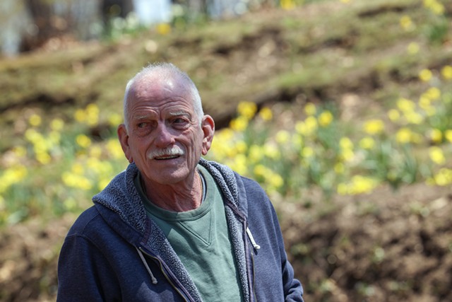 Bill Whitney, "The Daffodil Man" of Mount Hope Cemetery, fell in love with daffodils as a young gardener on Cape Cod, where daffodil fields abound. - PHOTO BY MAX SCHULTE