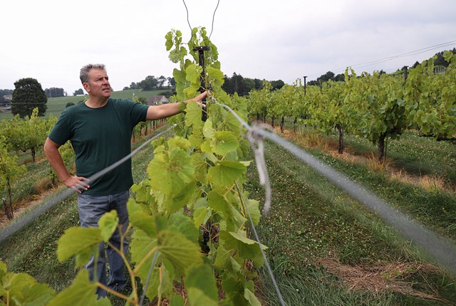 John Skrip III, owner of Clover Hill Vineyards and Winery, has been able to contain much of the threat of the lanternfly through an endless cycle of spraying insecticide. - PHOTO BY MAX SCHULTE
