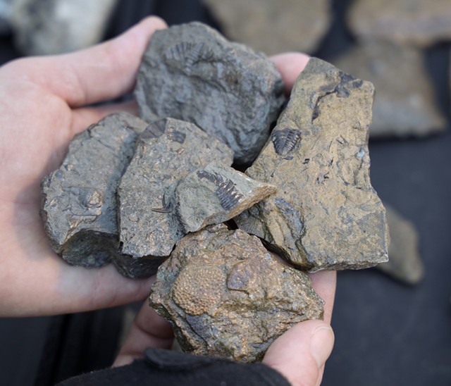 Humphrey has become adept at finding fossils of early animals, such as trilobites, along the Genesee River. But he says fossils can be found just about anywhere, including parking lots. - PHOTO BY MAX SCHULTE