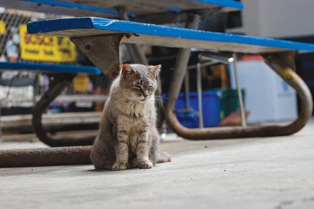 A cat stays warm in the Department of Environmental Services garage. - PHOTO BY RYAN WILLIAMSON