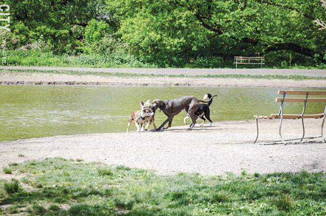 Dogs playing at the Ellison dog park. - PHOTO BY MARK CHAMBERLIN