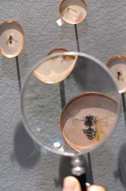 Heather Green's "Pinpoints of Perception," installed at Hartnett Gallery, includes dozens of life-sized paintings of bees as part of an ongoing project to document 1000 of the species native to the Sonora Desert. - PHOTO PROVIDED