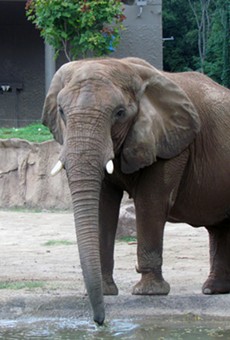 An elephant at Seneca Park Zoo.