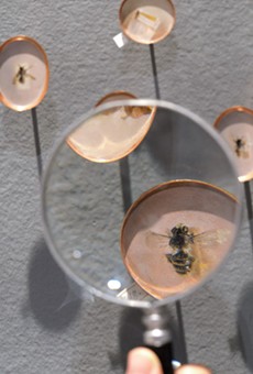 Heather Green's "Pinpoints of Perception," installed at Hartnett Gallery, includes dozens of life-sized paintings of bees as part of an ongoing project to document 1000 of the species native to the Sonora Desert.