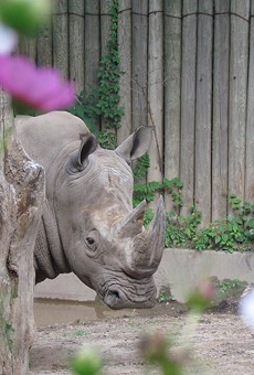 SPECIAL EVENT | Cinco de Rhino