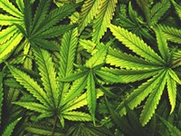 State 'close' to marijuana legalization, Assembly speaker says