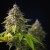 Hochul signs bill creating provisional licenses to grow marijuana