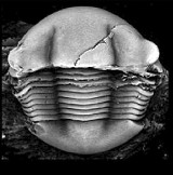 A Trilobite - Thaleops laurentiana - Uploaded by Michael R Grenier