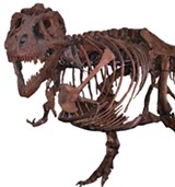 Tyrannosaurus rex "Sue" - Uploaded by Michael R Grenier