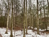 Hunt Country Winter Woods - Uploaded by HCV