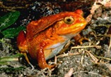 PHOTO COURTESY RMSC - The tomato frog is part of a new RMSC exhibition that explores the vast varieties of frogs.