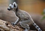 2d5495f3_baby-lemurs-2016-marie-kraus-6.jpg