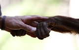 d04dd617_bornean-orangutan-2016-sarah-michaels-8.jpg