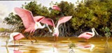 PHOTO PROVIDED - Detail of Arthur Singer's mid-1990's oil painting, " Roseate Spoonbills at Ding Darling," on view at University Gallery as part of "Arthur Singer: The Wildlife Art of an American Master."