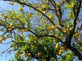 37e9cce2_lemon_tree.jpg