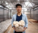 PHOTO BY RYAN WILLIAMSON - George Zheng, co-founder and COO of Leep Foods, holds a fruiting Lion’s Mane mushroom at the company’s grow warehouse.