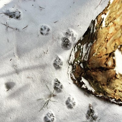 Wild Walk: Animal Tracks & Signs