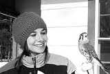 PHOTO BY KEN HANN - Wild Wings Lori Warner holds Quiver the kestrel at last years Mendon Ponds Winterfest.